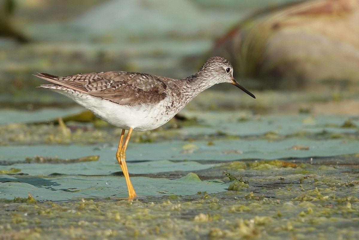 Totano zampegialle minore - ML646344964