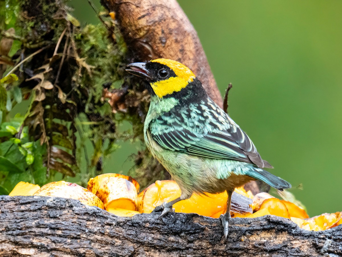 Saffron-crowned Tanager - ML646344965