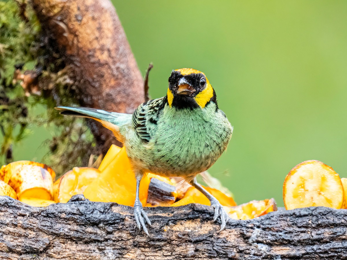 Saffron-crowned Tanager - ML646344966