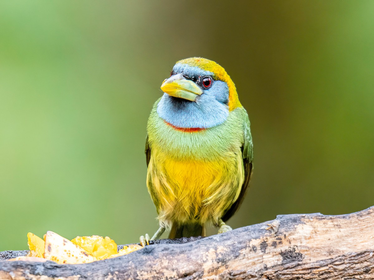 Versicolored Barbet - ML646344977