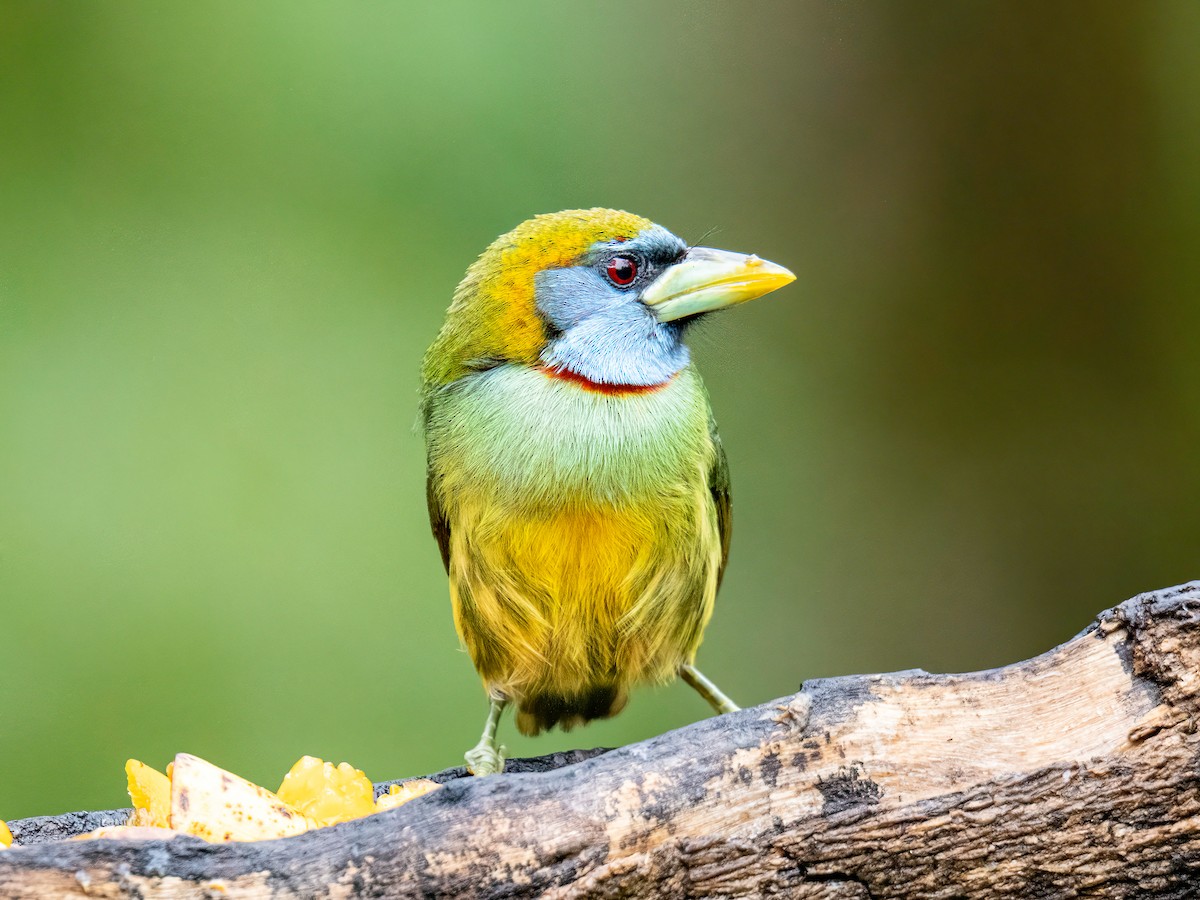 Versicolored Barbet - ML646344978