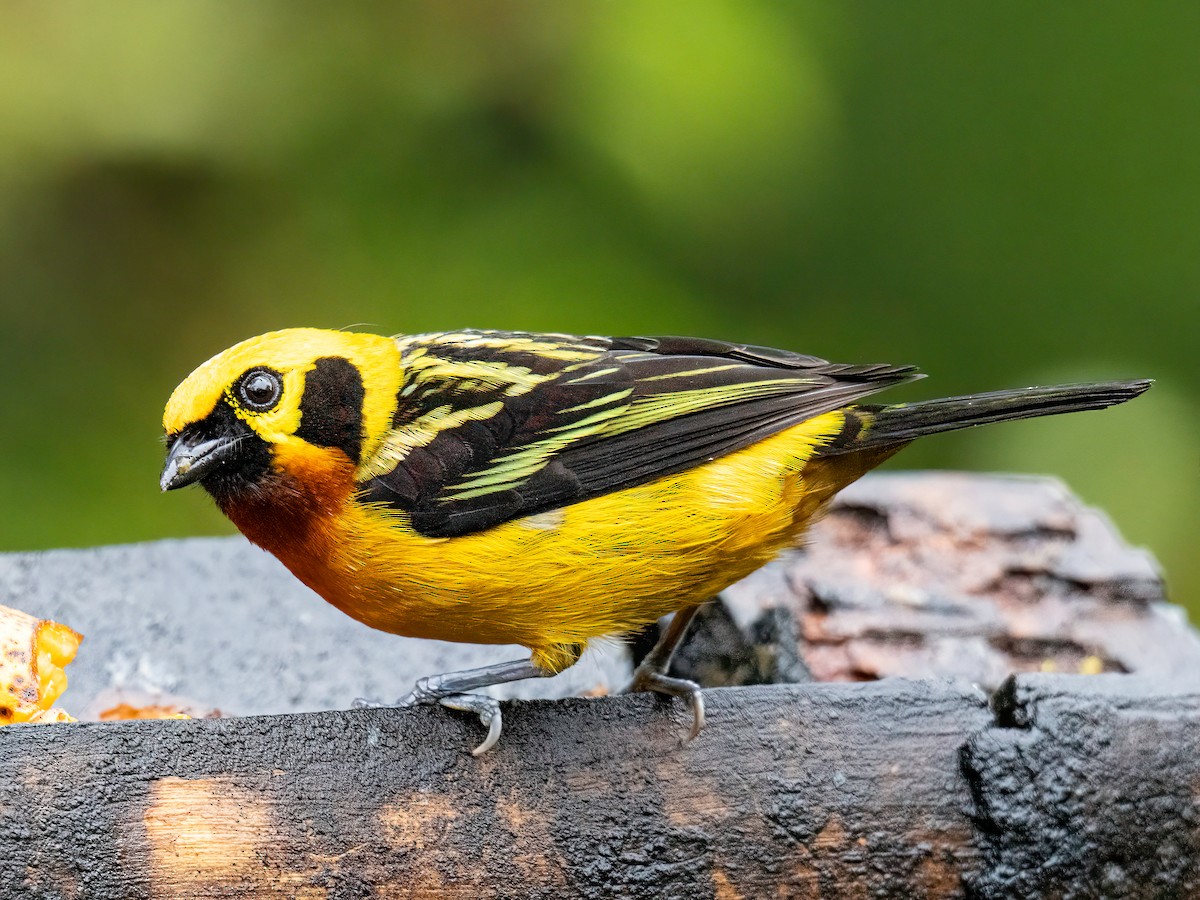 Golden Tanager - ML646344980