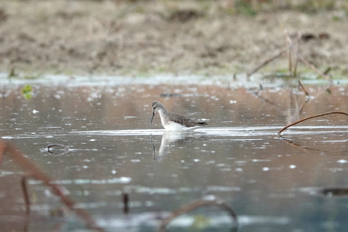 Stilt Sandpiper - ML646344981