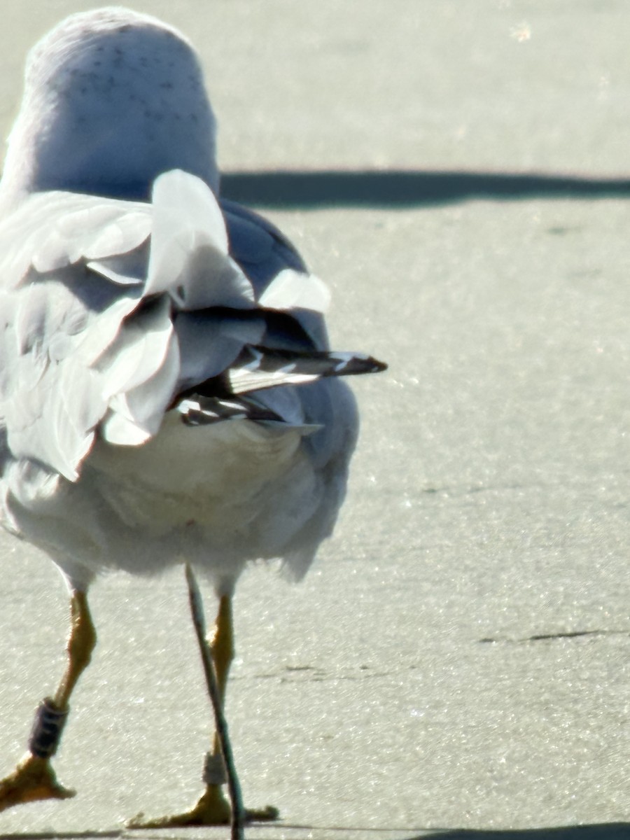 ringnebbmåke - ML646344982