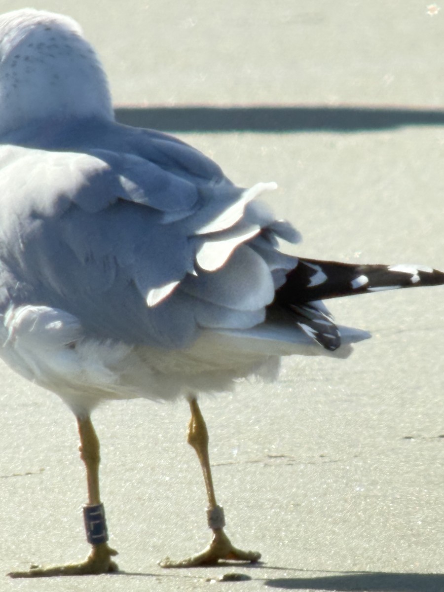 ringnebbmåke - ML646344983