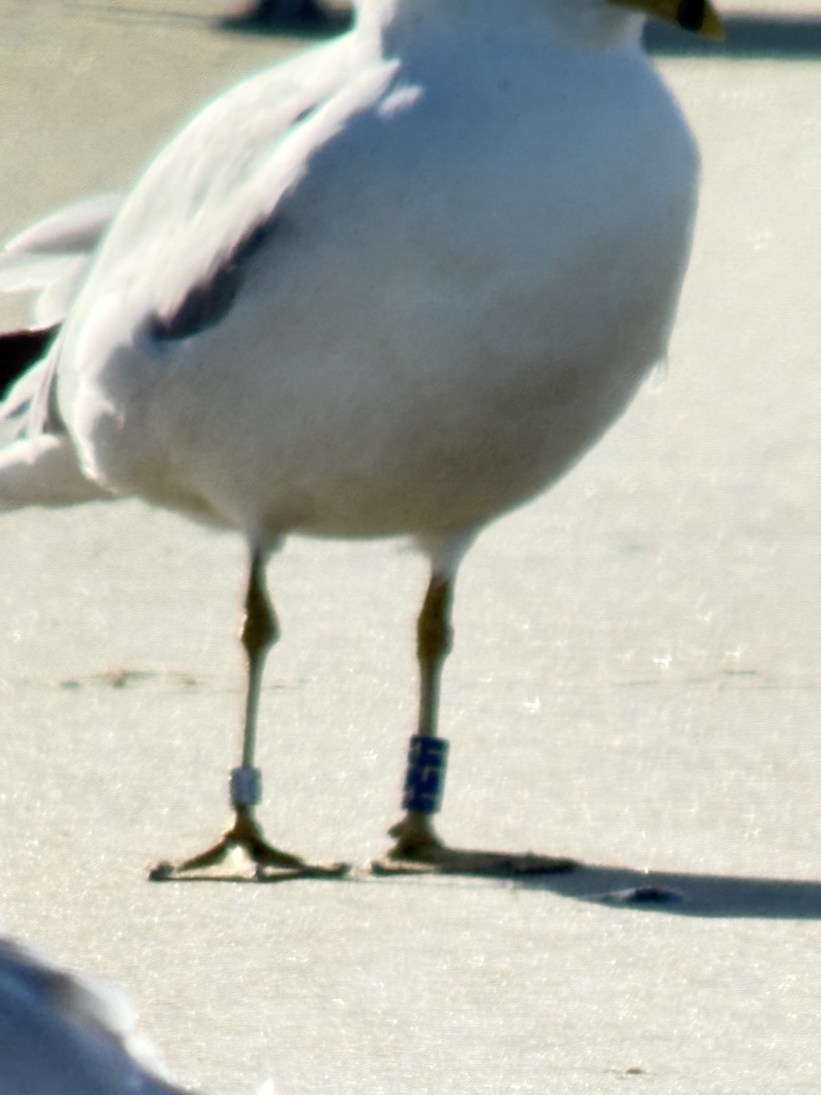 ringnebbmåke - ML646344984