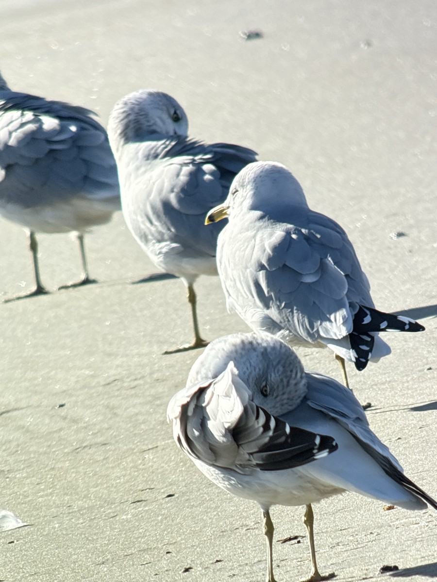 ringnebbmåke - ML646344985