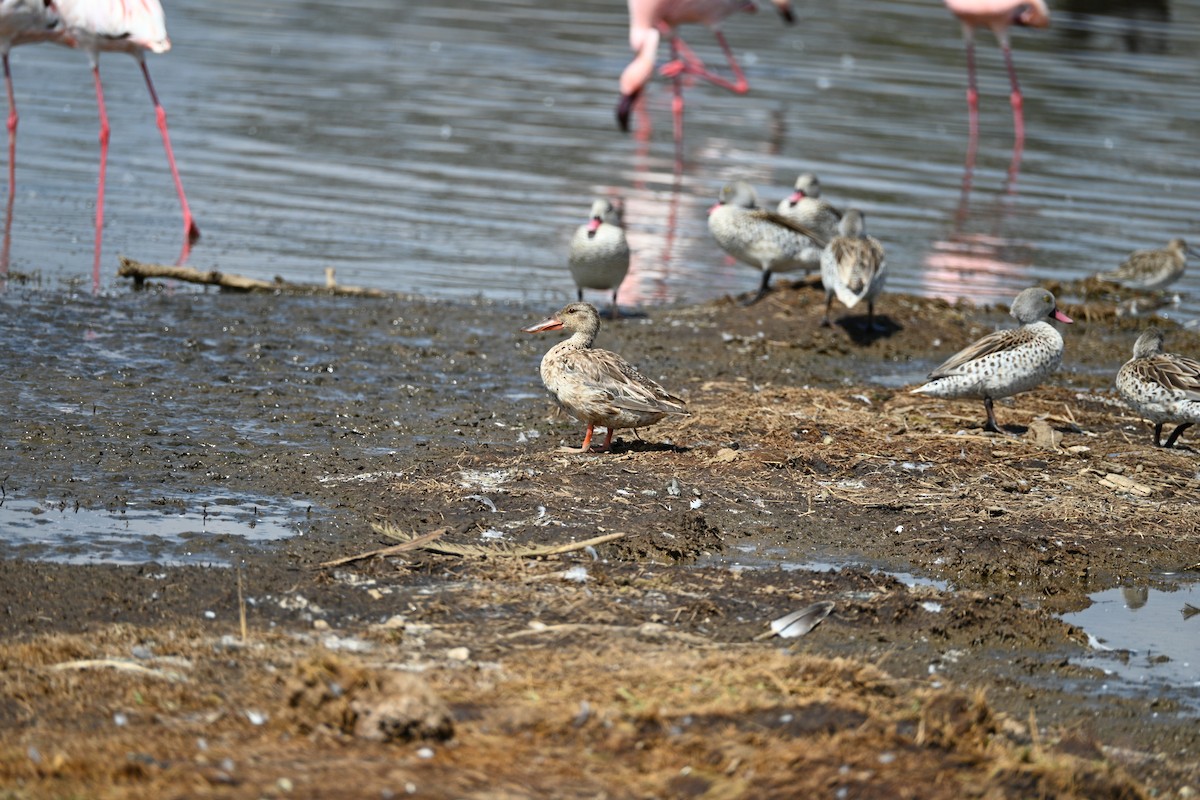 Cape Teal - ML646344990