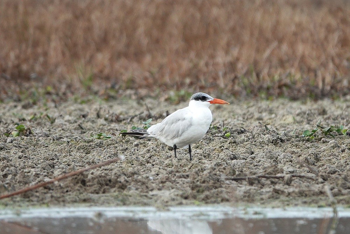 Sterna maggiore - ML646344991