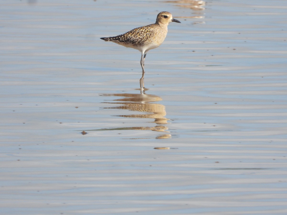 ムナグロ - ML646344993