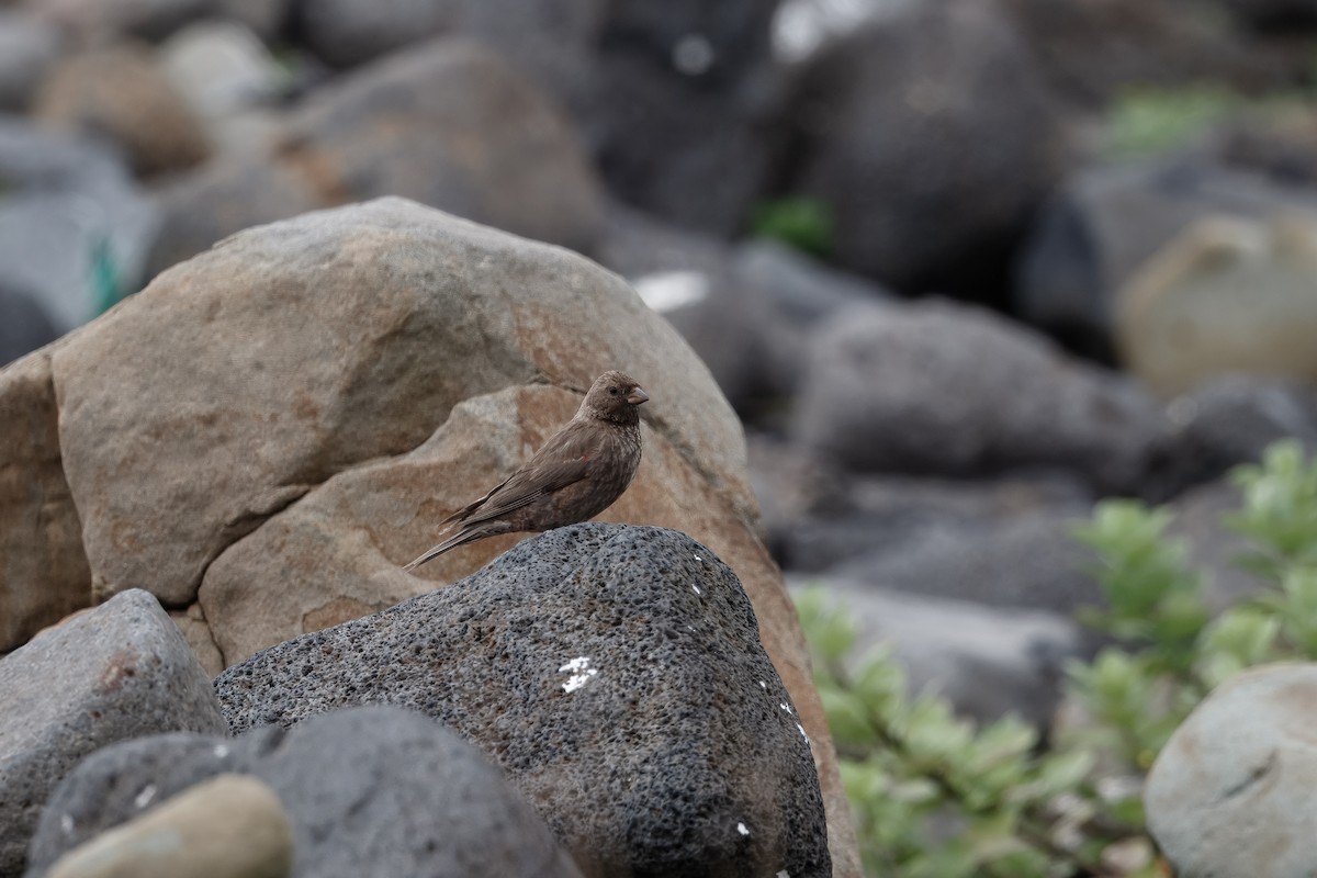 Катуньчик сибірський - ML646344995