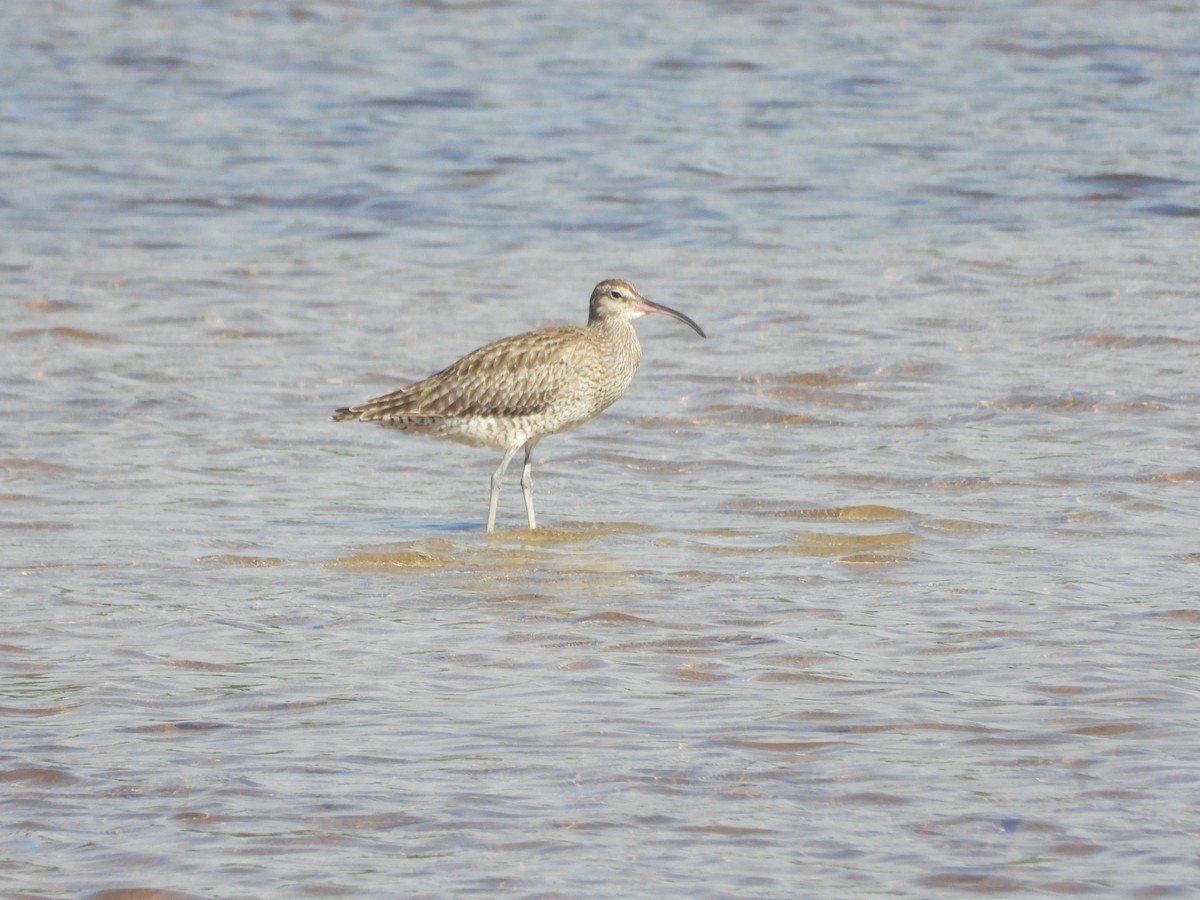 チュウシャクシギ - ML646344997