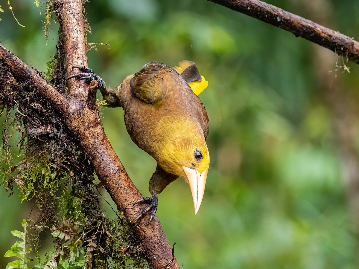 Russet-backed Oropendola - ML646344998