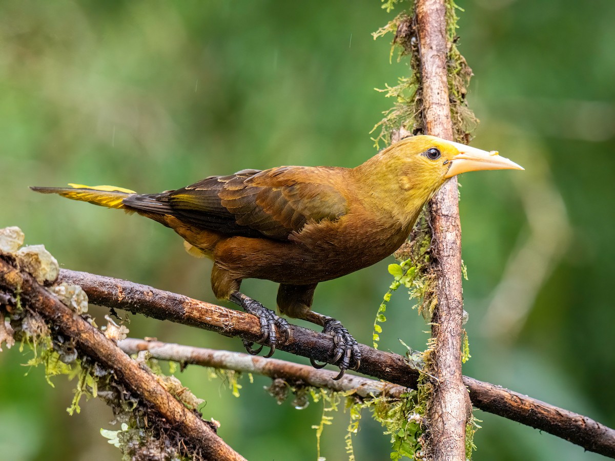 Russet-backed Oropendola - ML646344999