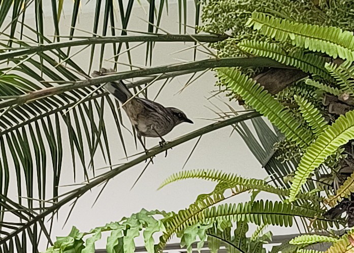 Chalk-browed Mockingbird - ML646345007
