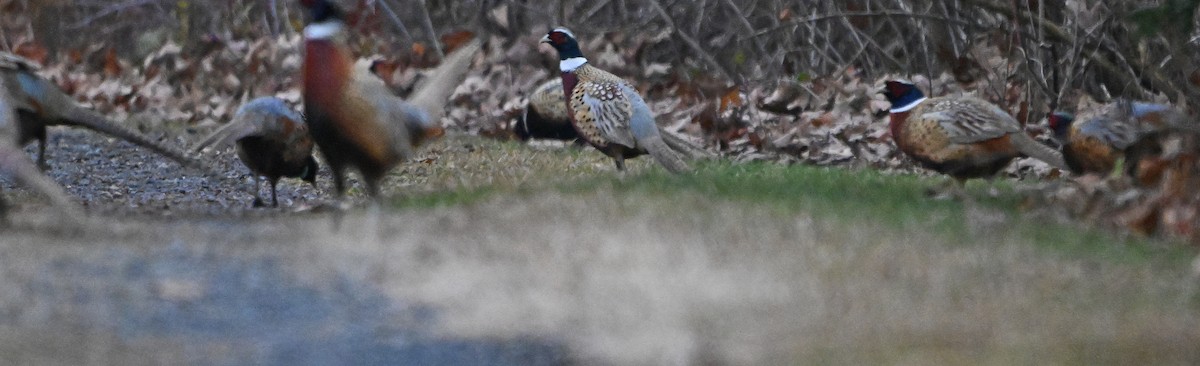 Ring-necked Pheasant - ML646345014