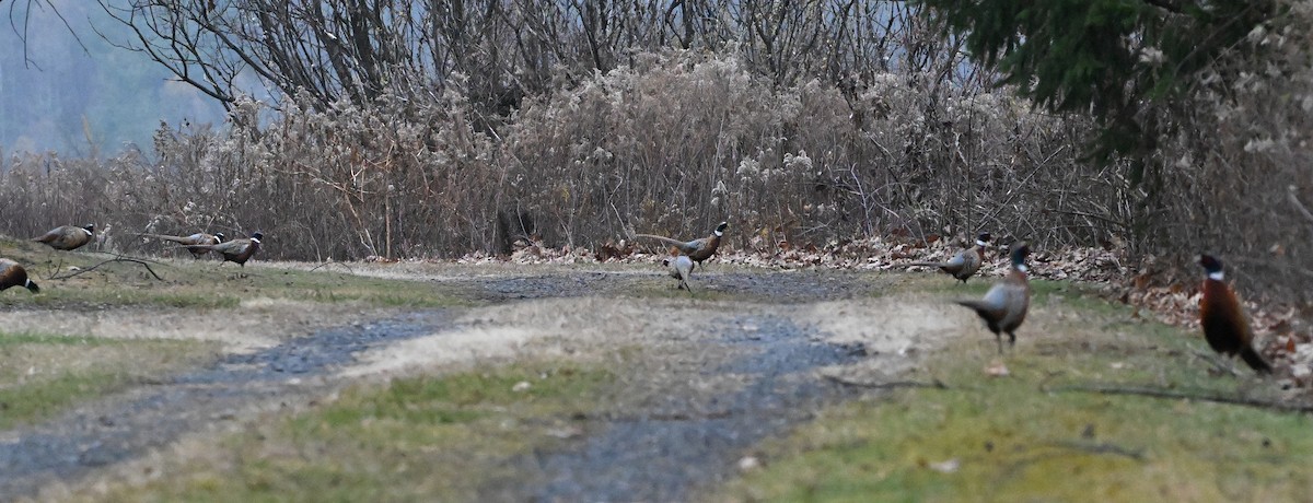 Ring-necked Pheasant - ML646345015