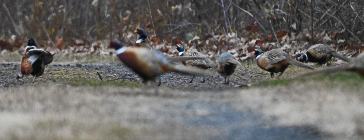 Ring-necked Pheasant - ML646345016