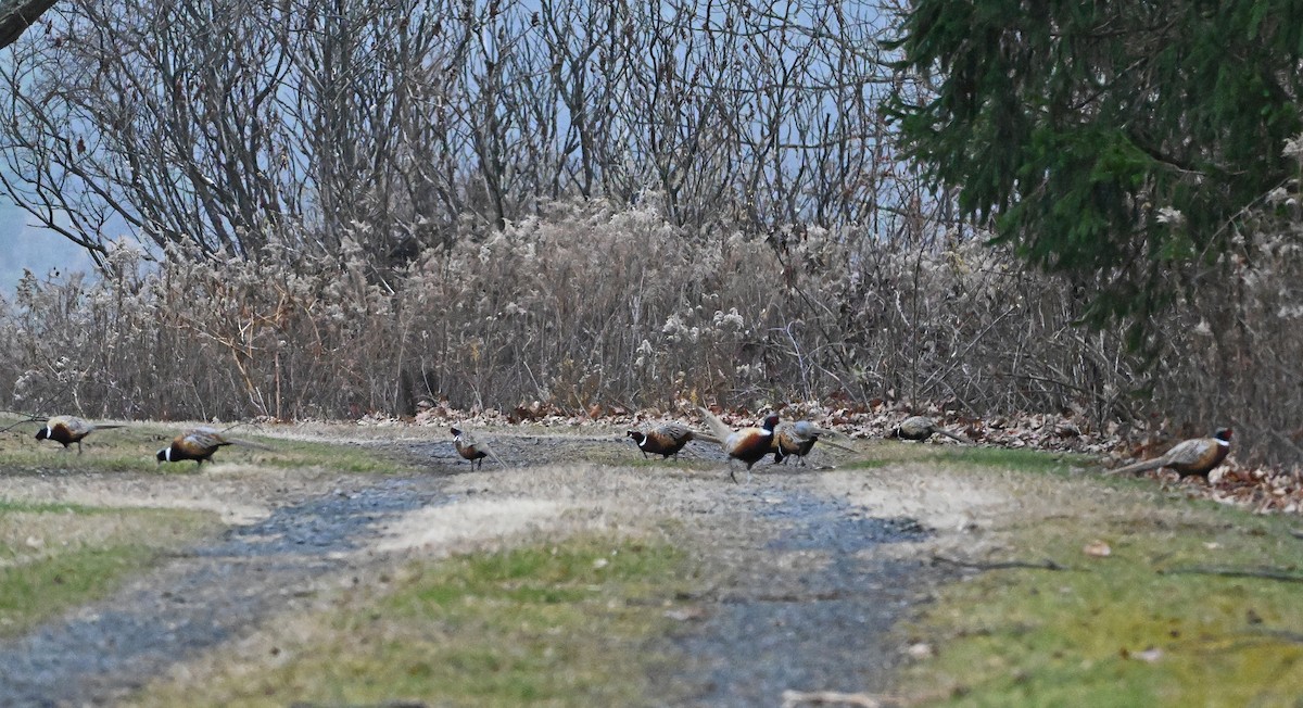 Ring-necked Pheasant - ML646345017
