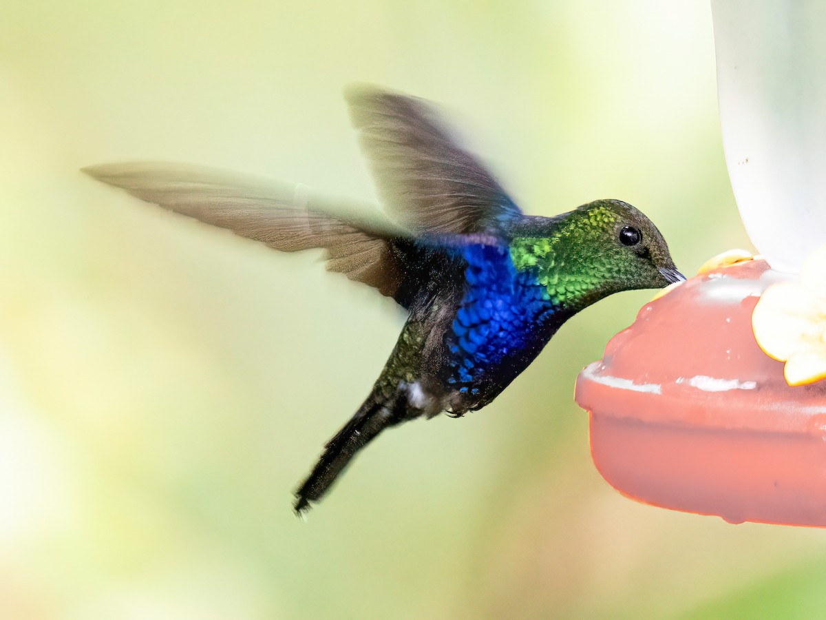 Fork-tailed Woodnymph - ML646345028