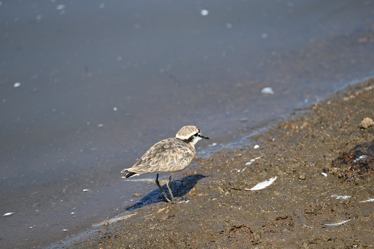Kittlitz's Plover - ML646345030