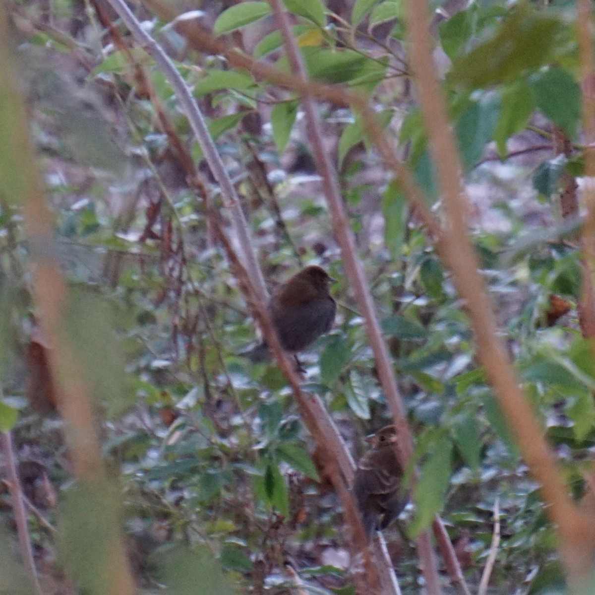 Passerin indigo - ML646345032