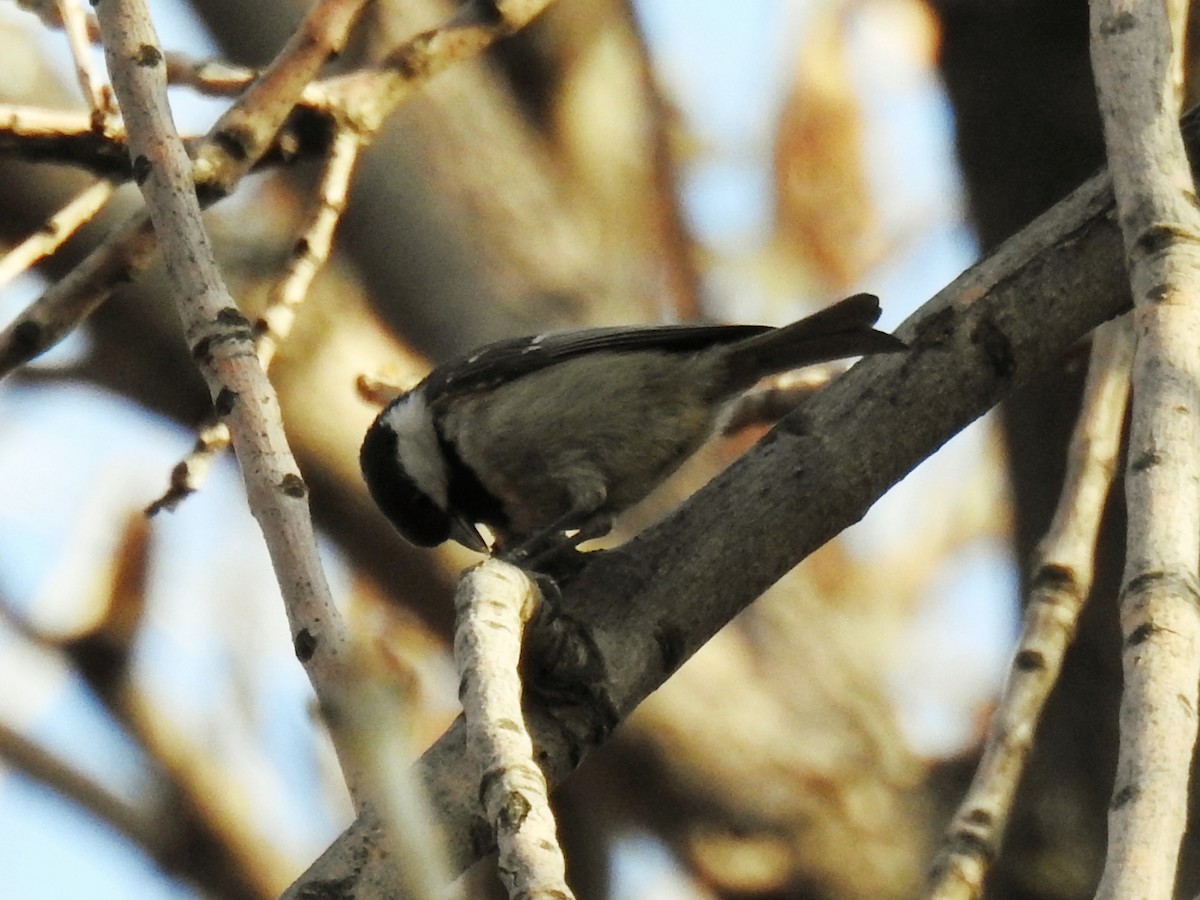 Coal Tit - ML646345037