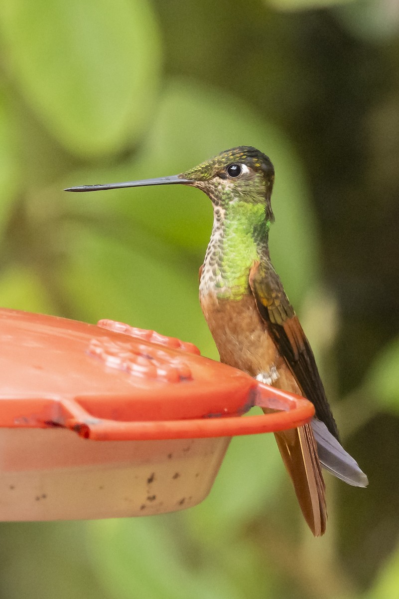 Rainbow Starfrontlet - ML646345038