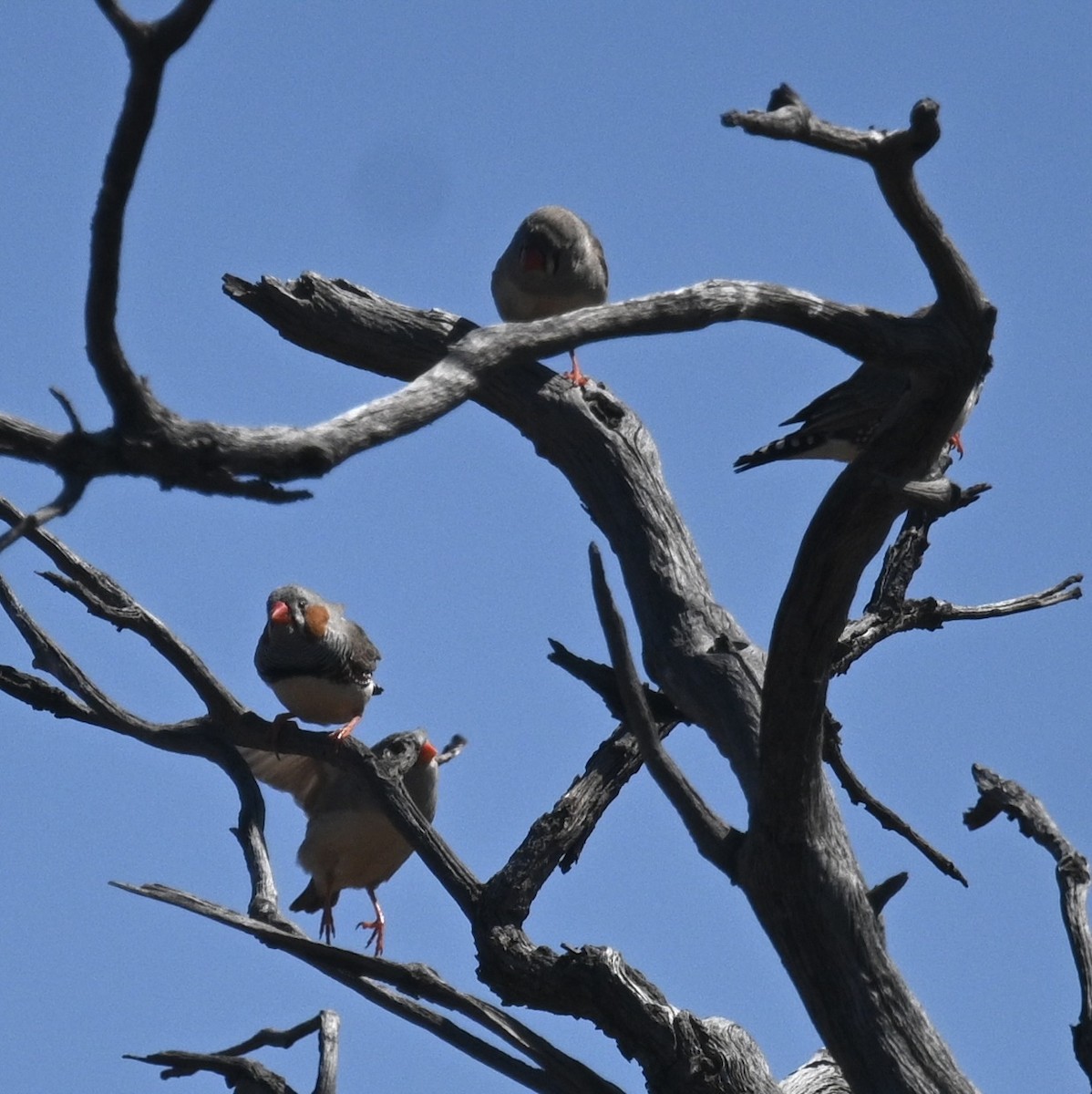 Zebra Finch (Australian) - ML646345039