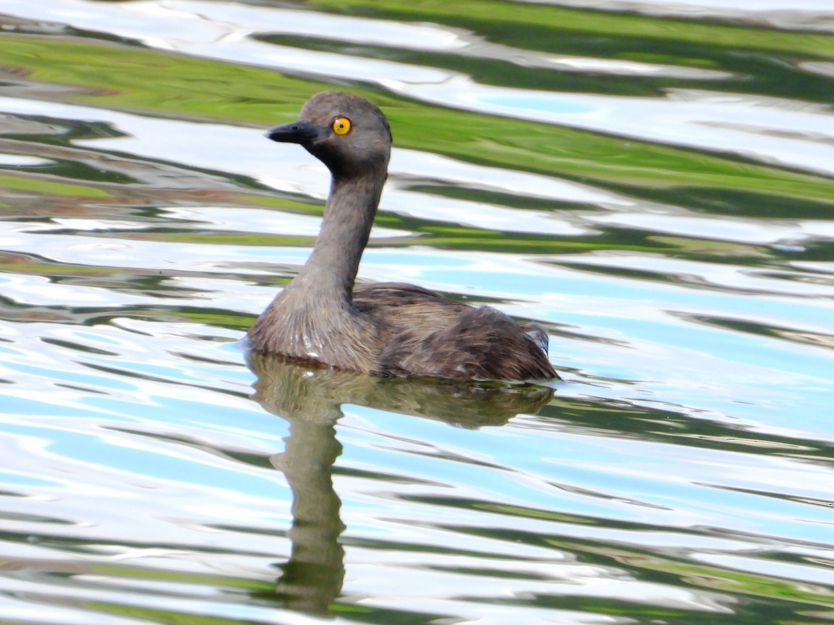 Least Grebe - ML646345040