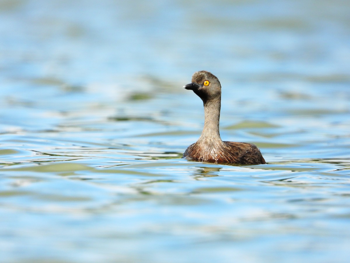 Least Grebe - ML646345041