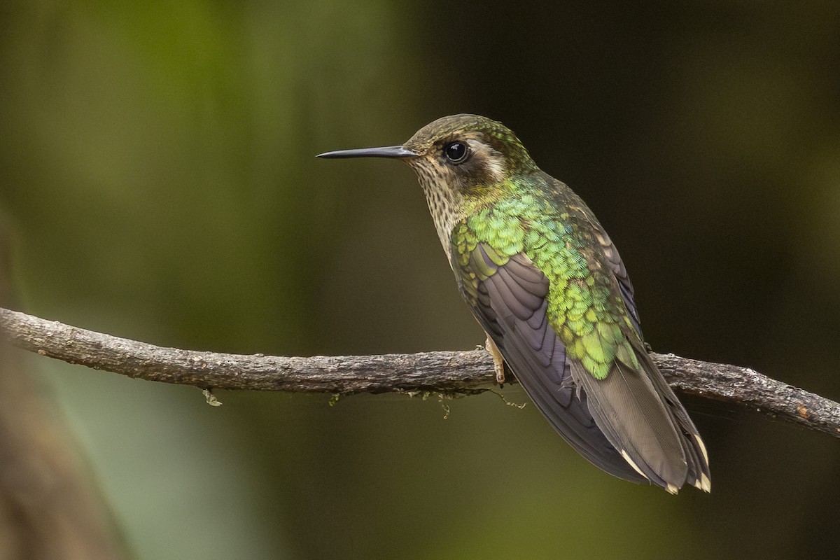 Speckled Hummingbird - ML646345042