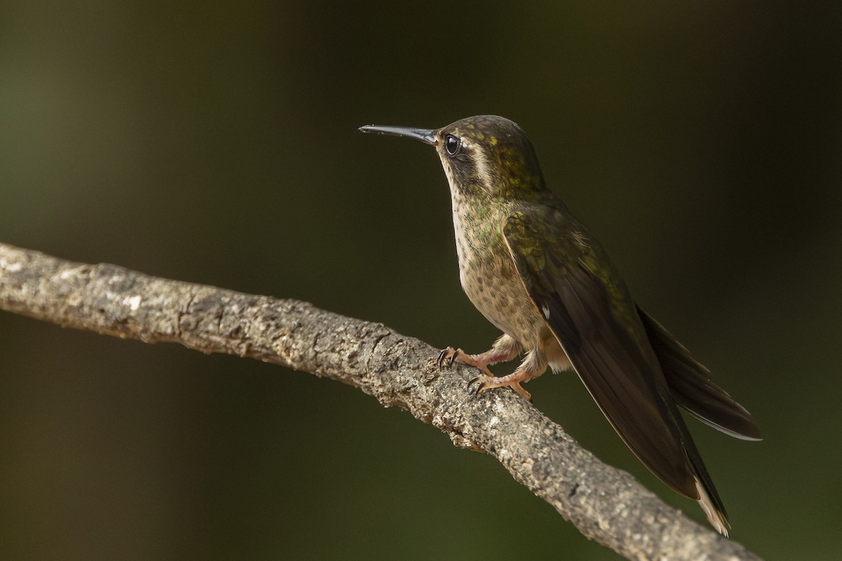 Speckled Hummingbird - ML646345043