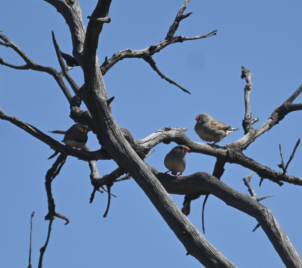 Zebra Finch (Australian) - ML646345044