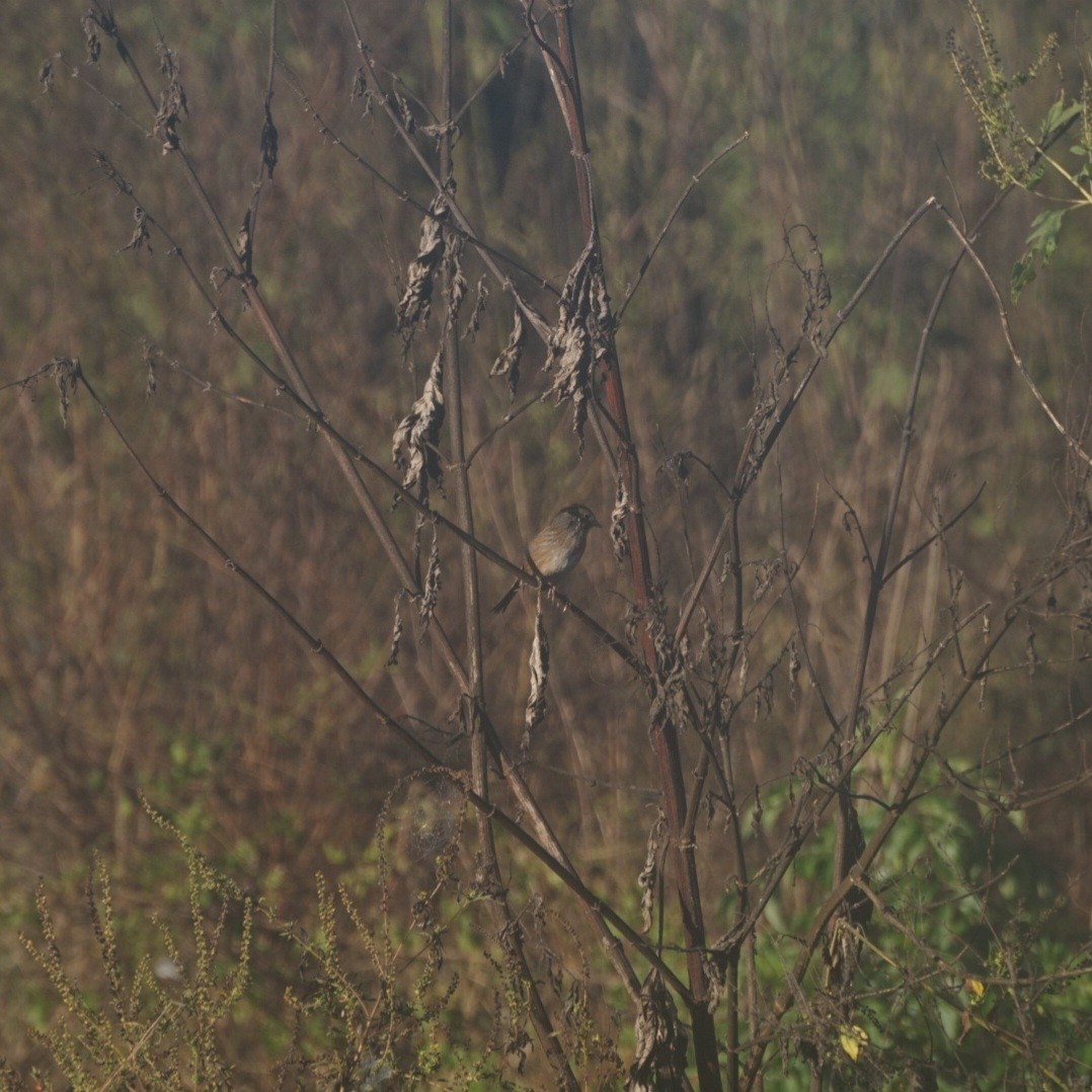 Swamp Sparrow - ML646345045