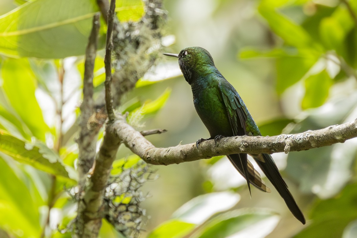 Purple-throated Sunangel - ML646345046