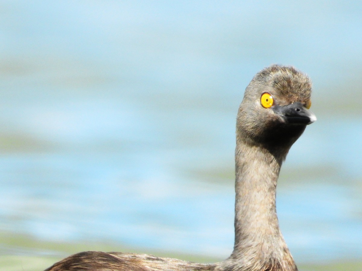 Least Grebe - ML646345047