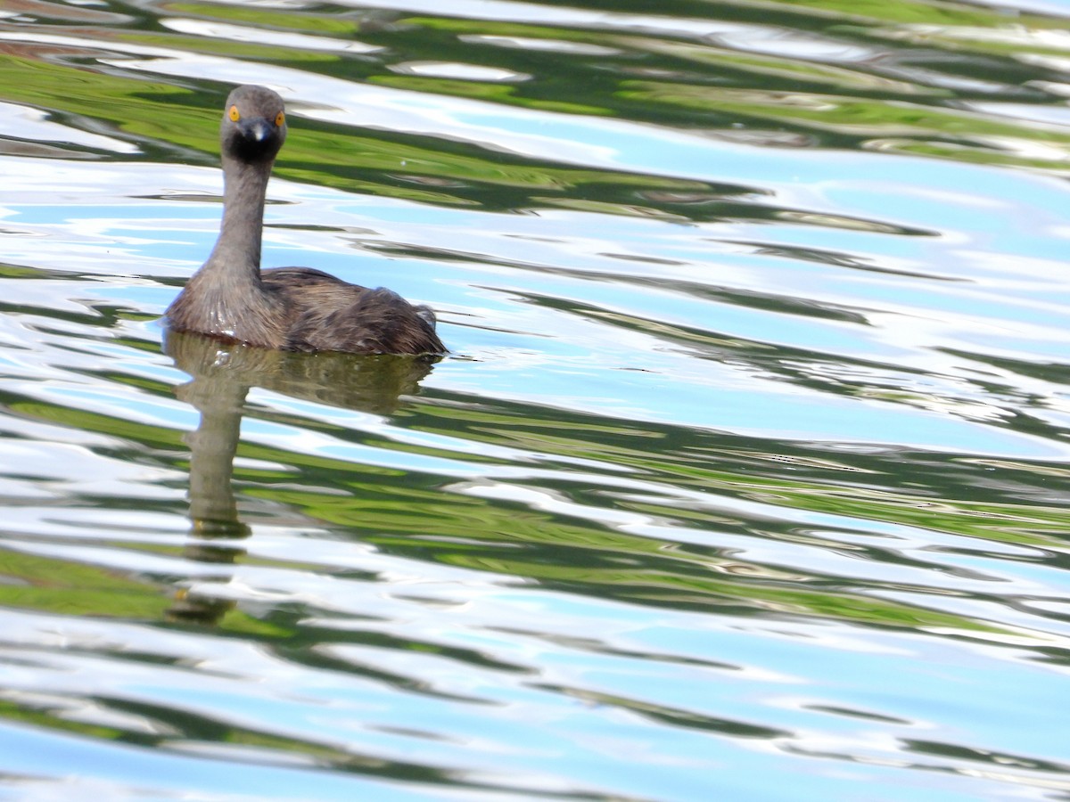 Least Grebe - ML646345048