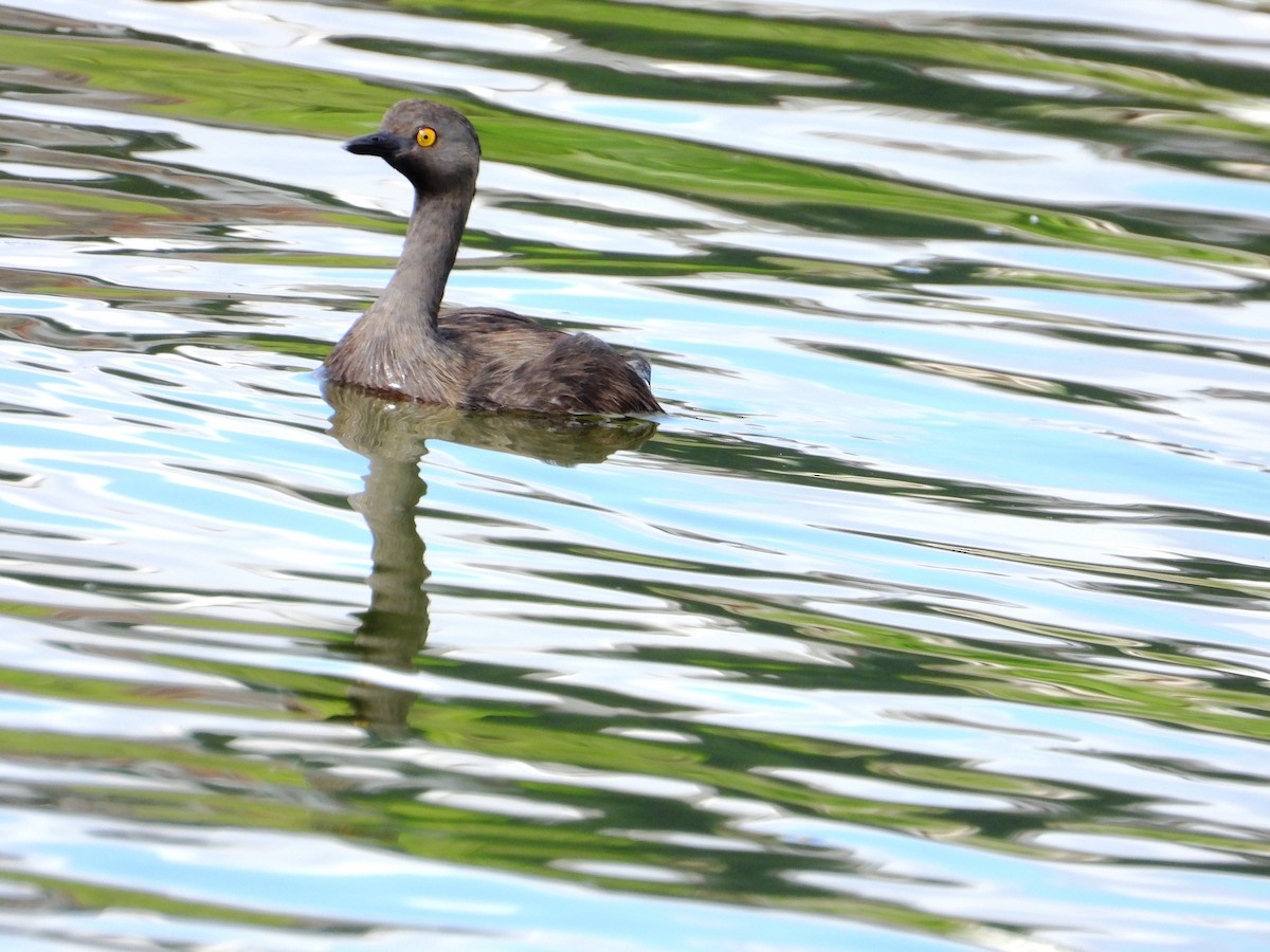 Least Grebe - ML646345049