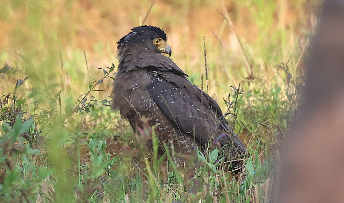 Crested Serpent-Eagle - ML646345050