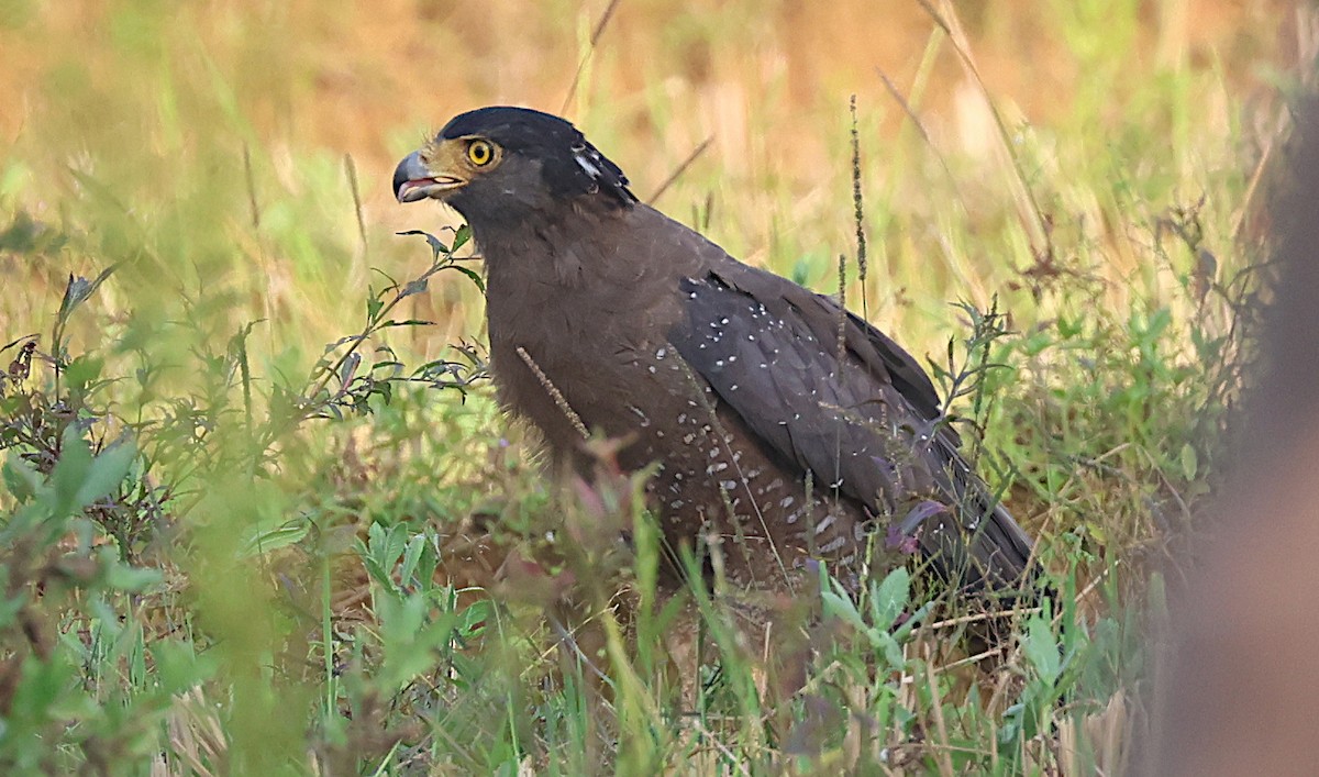 Crested Serpent-Eagle - ML646345051