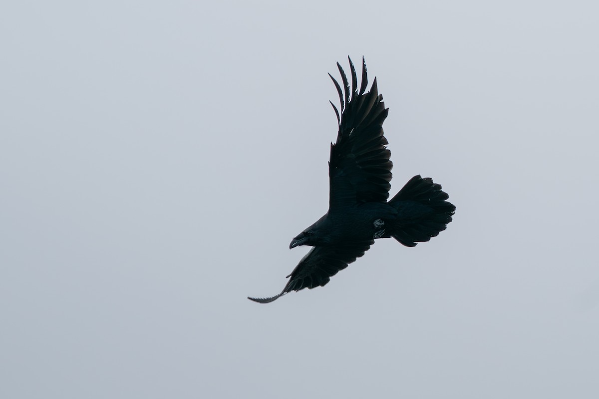 Common Raven - ML646345052