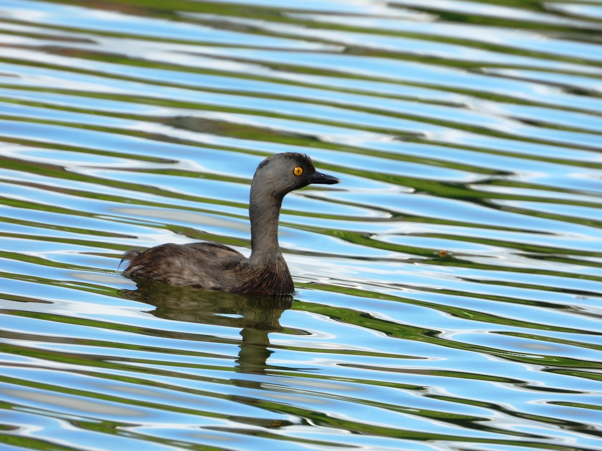 Least Grebe - ML646345053