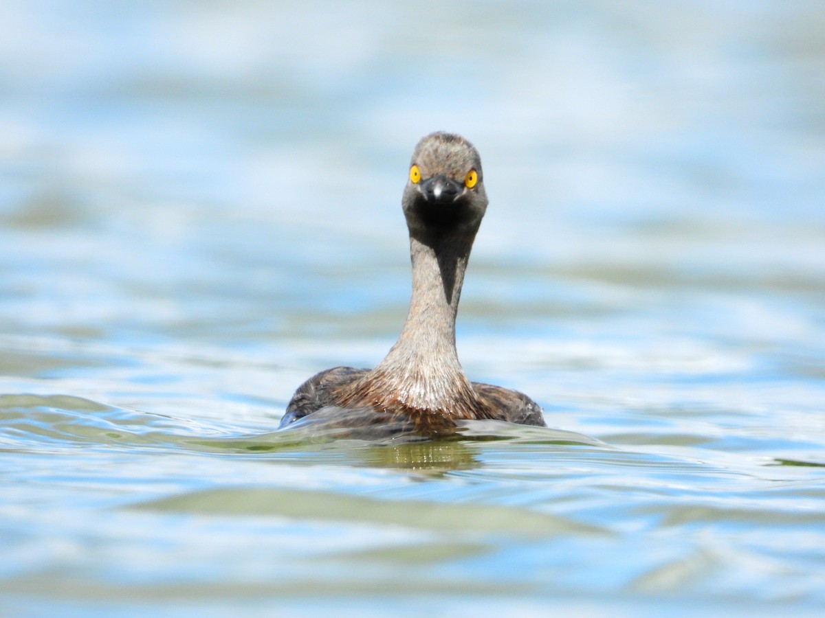 Least Grebe - ML646345054