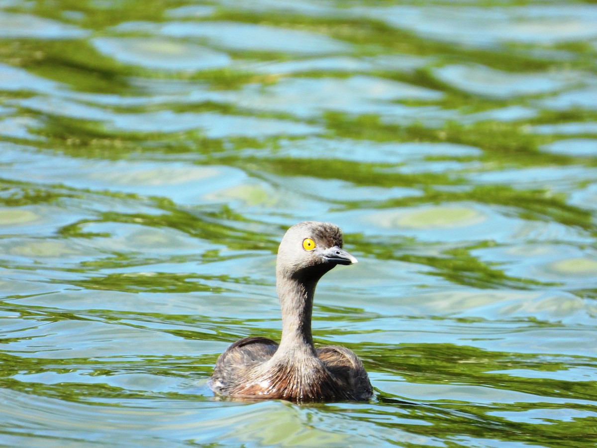 Least Grebe - ML646345055
