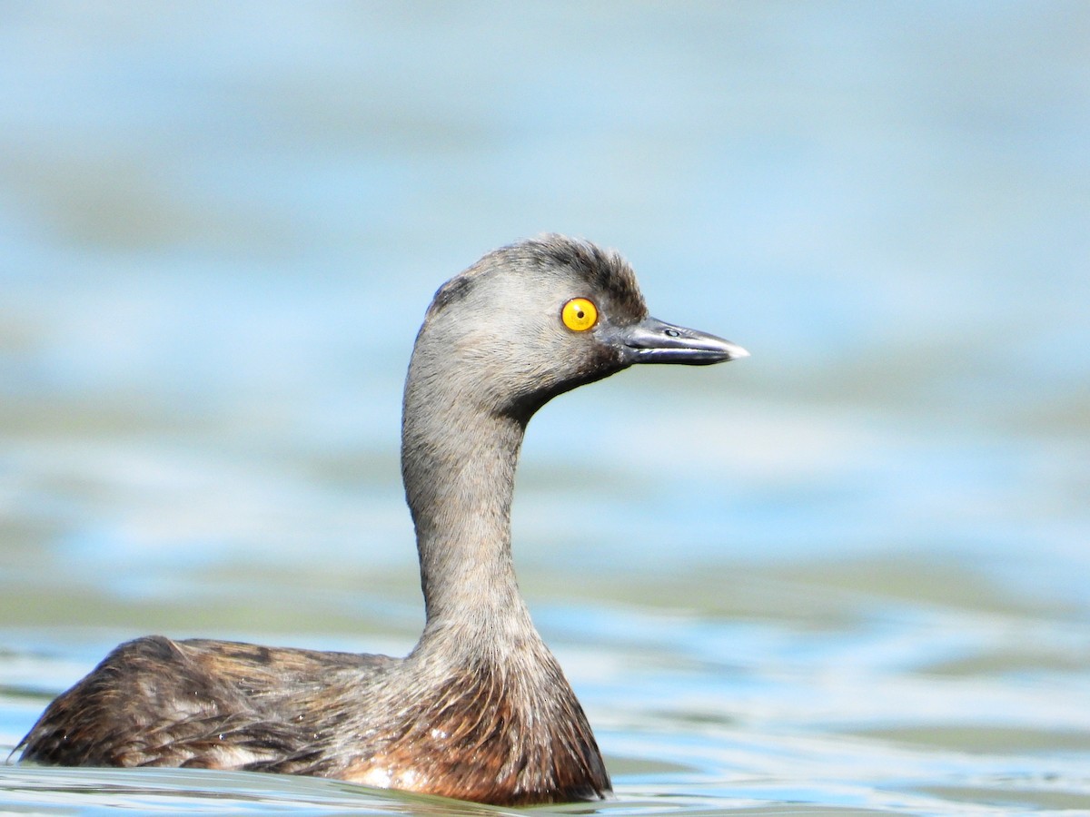 Least Grebe - ML646345056