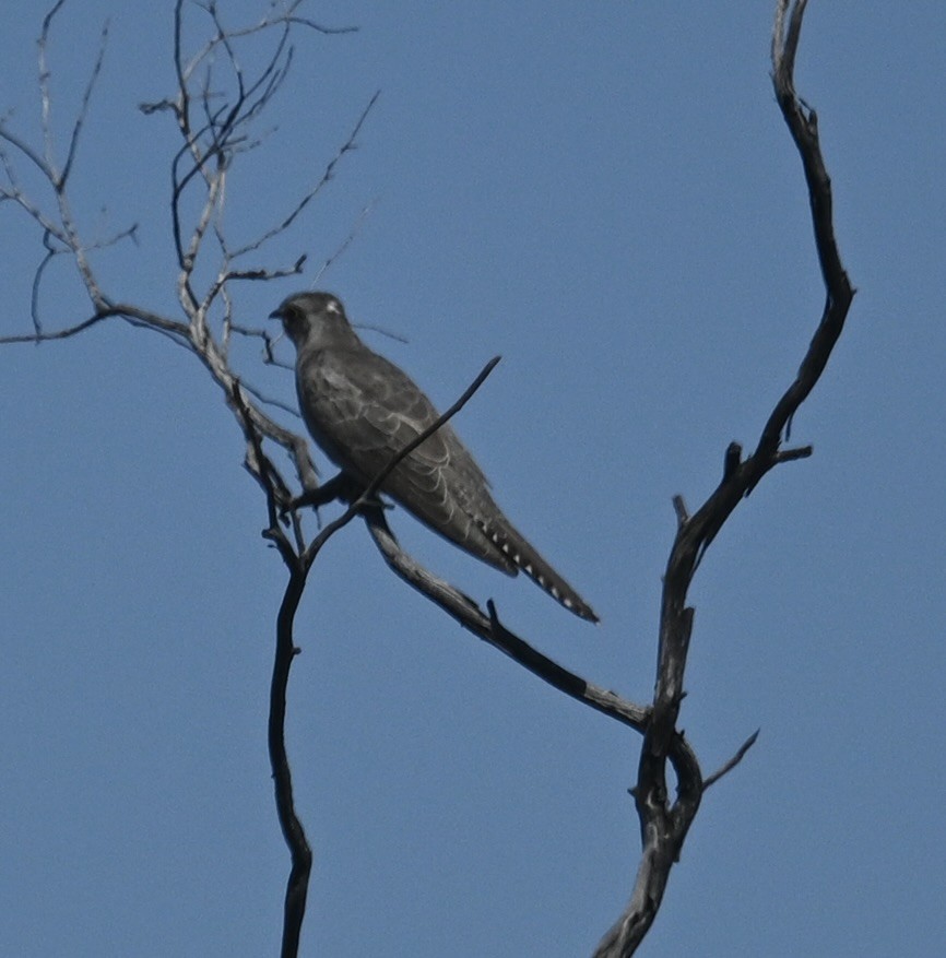 Pallid Cuckoo - ML646345058