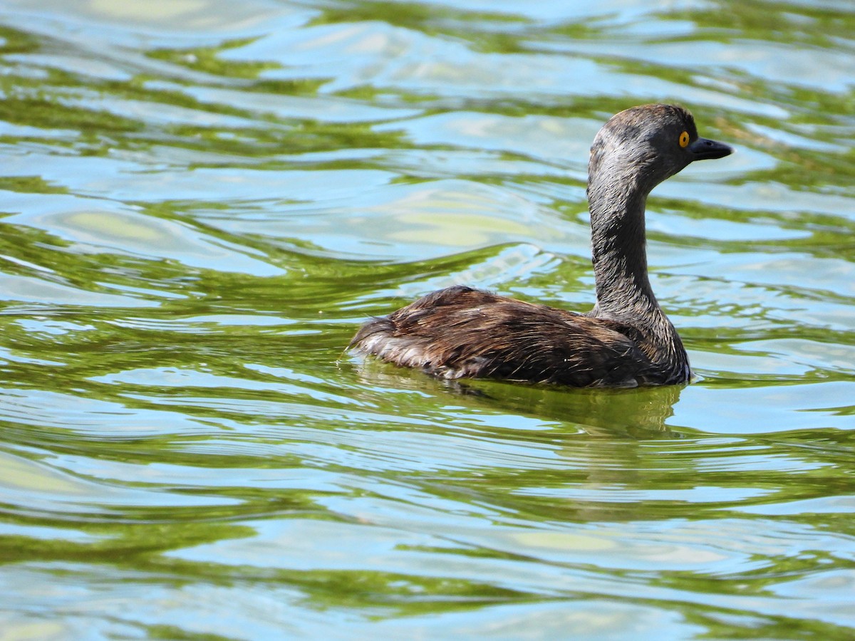 Least Grebe - ML646345059