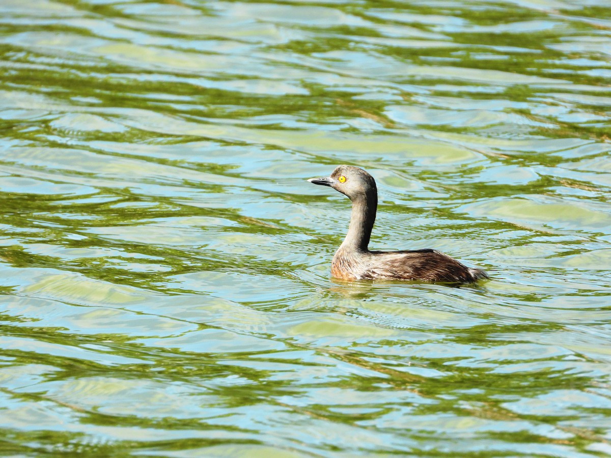 Least Grebe - ML646345060