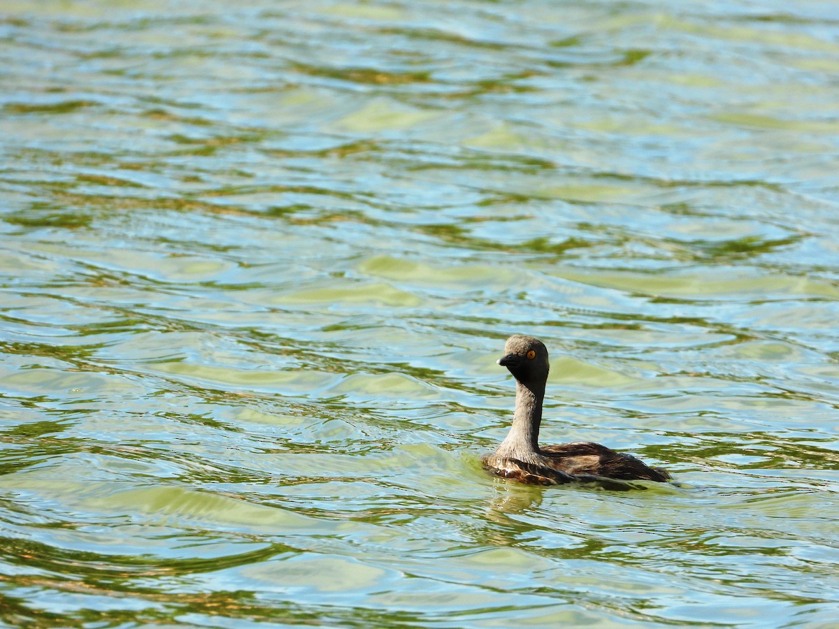 Least Grebe - ML646345063